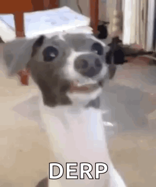 A Dog Is Smiling And Making A Funny Face While Standing In A Room . GIF