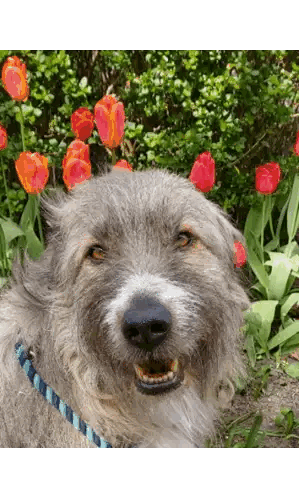 A Dog Is Smiling In Front Of A Bush Of Red Tulips Sticker