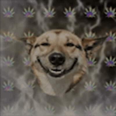 A Dog Is Smiling In Front Of A Smokey Background And The Words `` When It Hits '' . GIF