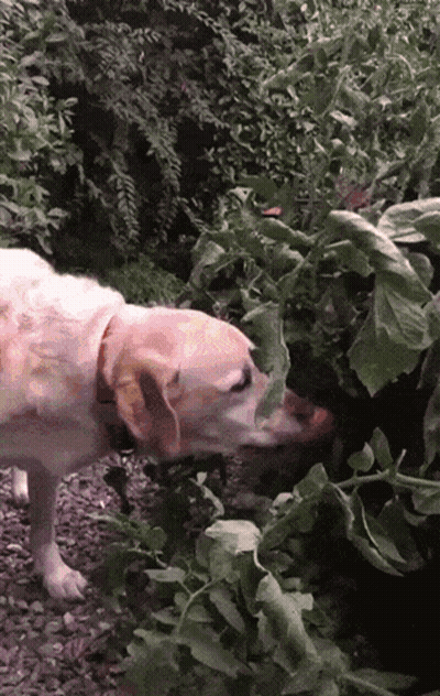A Dog Is Sniffing A Plant With A Leaf On It GIF