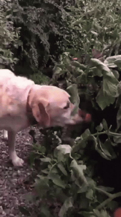A Dog Is Sniffing A Plant With Leaves On It GIF