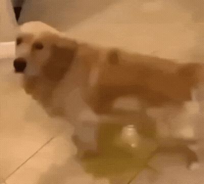 A Dog Is Standing In A Bathtub And Looking At Something . GIF