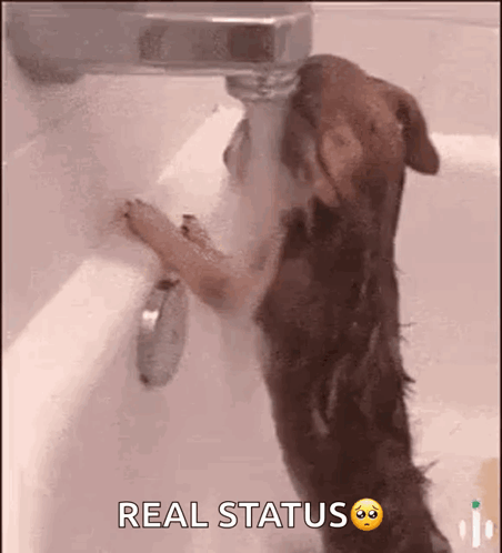 A Dog Is Standing In A Bathtub Drinking Water From A Tap . GIF