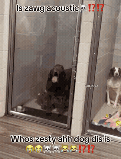 A Dog Is Standing In A Doorway With A Caption That Says ' Is Zawg Acoustic ' GIF