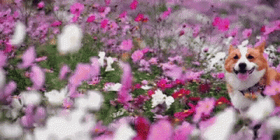 A Dog Is Standing In A Field Of Pink Flowers . GIF