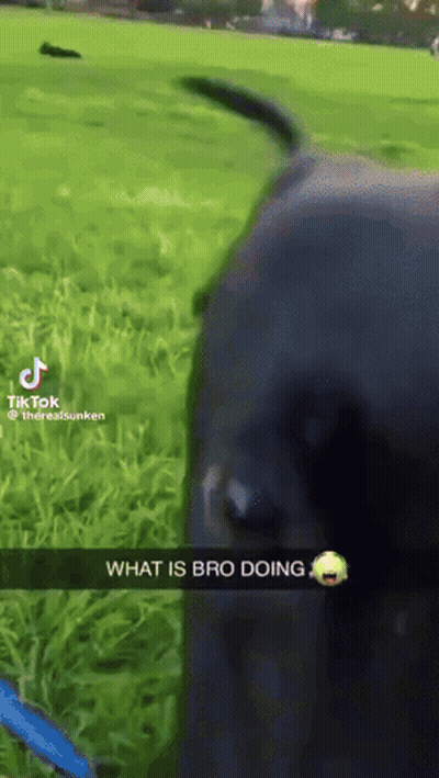 A Dog Is Standing In A Grassy Field With A Caption That Says " What Is Bro Doing " On It GIF