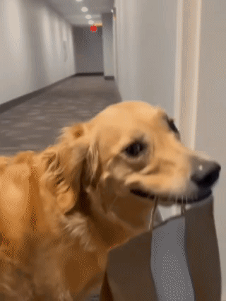 A Dog Is Standing In A Hallway Holding A Bag In Its Mouth . GIF