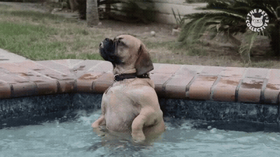 A Dog Is Standing In A Pool With A Logo For The Pet Collection Behind It GIF