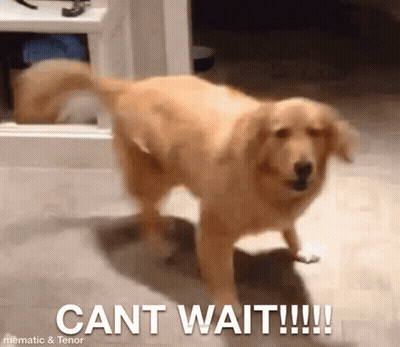 A Dog Is Standing In A Room With The Words Cant Wait Written On The Floor . GIF