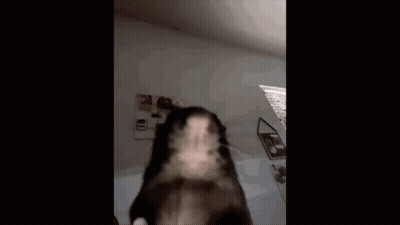 A Dog Is Standing In A Room With The Words `` Ok Cool Bro '' Written On The Bottom . GIF
