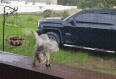 A Dog Is Standing In Front Of A Black Truck In The Grass . GIF