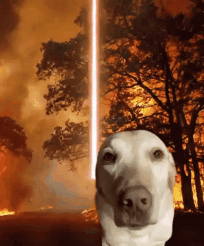 A Dog Is Standing In Front Of A Burning Forest With A Laser Beam Coming Out Of Its Nose . GIF