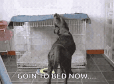 A Dog Is Standing In Front Of A Cage With The Words Goin To Bed Now Written On It GIF