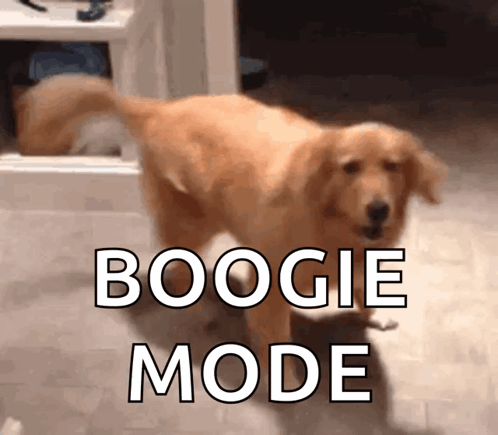 Dog Standing In Front Of Boogie Mode Sign GIF