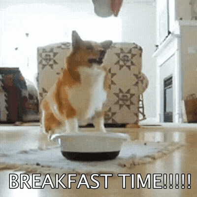 A Dog Is Standing Next To A Bowl Of Food With The Words Breakfast Time Written On The Bottom GIF