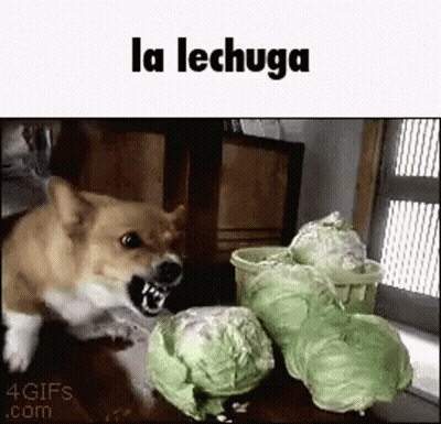 A Dog Is Standing Next To A Pile Of Cabbage And Looking At It . GIF