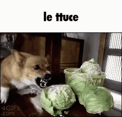 A Dog Is Standing Next To A Pile Of Cabbage . GIF