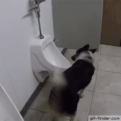 A Dog Is Standing Next To A Urinal In A Bathroom GIF