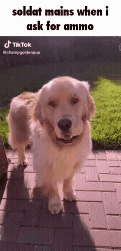 A Dog Is Standing On A Brick Sidewalk With A Caption That Says Soldat Mains When I Ask For Ammo GIF