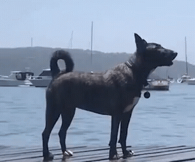 A Dog Is Standing On A Dock Next To A Body Of Water With Boats In The Background . GIF