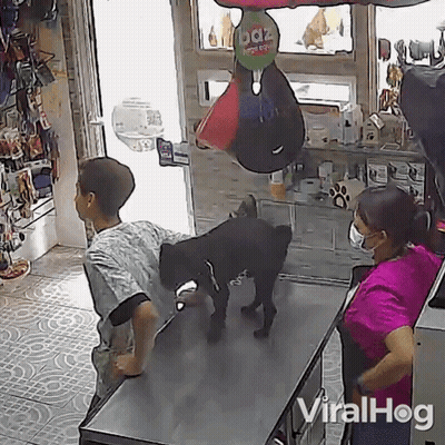 A Dog Is Standing On A Table In A Veterinarian 'S Office GIF