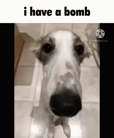 A Dog Is Standing On A Tiled Floor And Looking At The Camera With The Words `` I Have A Bomb '' Above It . GIF