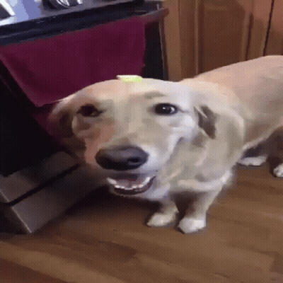 A Dog Is Standing On A Wooden Floor And Looking At The Camera GIF
