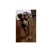 A Dog Is Standing On A Wooden Floor And Looking At The Camera . Sticker