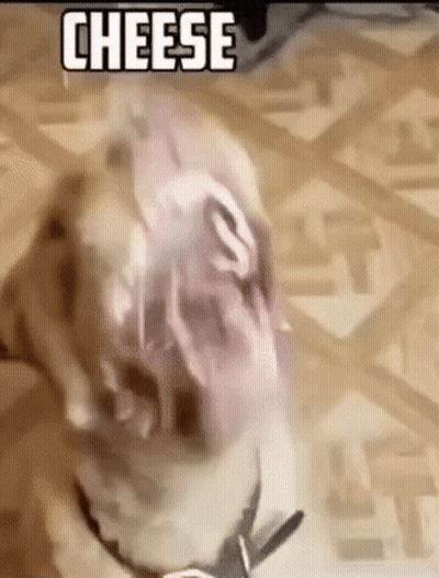 A Dog Is Standing On A Wooden Floor With A Piece Of Cheese In Its Mouth . GIF