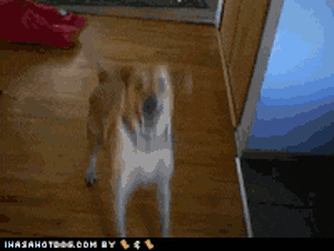 A Dog Is Standing On A Wooden Floor With A Watermark That Says Ihasahotdog.com By GIF