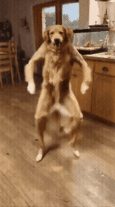 A Dog Is Standing On Its Hind Legs And Dancing In A Room . GIF