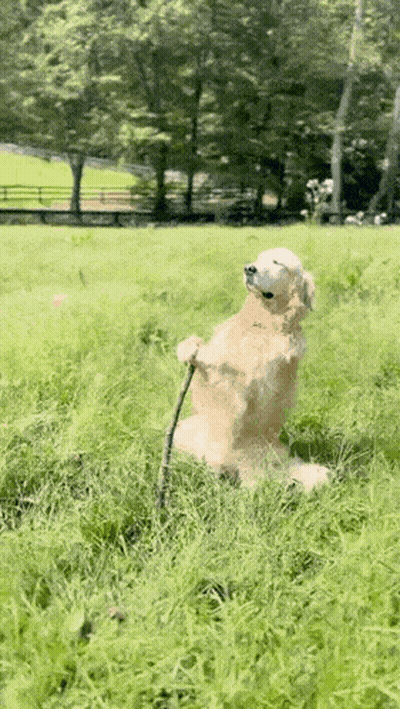 A Dog Is Standing On Its Hind Legs In A Grassy Field GIF