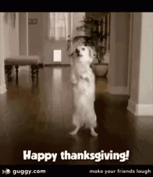 A Dog Is Standing On Its Hind Legs In A Hallway With The Words Happy Thanksgiving On The Bottom GIF