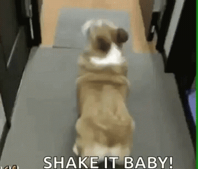 A Dog Is Standing On Its Hind Legs In A Hallway With The Words `` Shake It Baby '' Above It . GIF