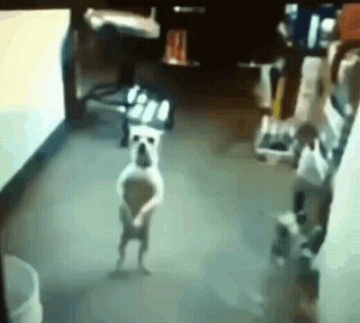 A Dog Is Standing On Its Hind Legs In A Room In Front Of A Computer Screen . GIF