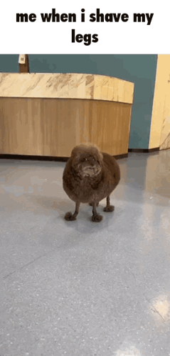 A Dog Is Standing On Its Hind Legs In A Room With The Caption `` Me When I Shave My Legs '' . GIF