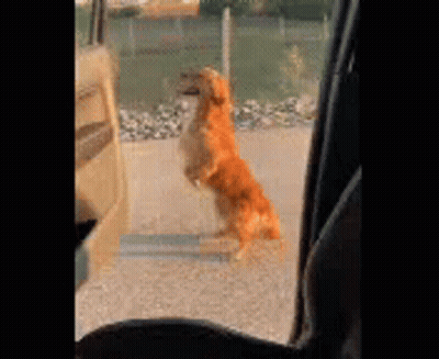A Dog Is Standing On Its Hind Legs In Front Of A Car Door . GIF