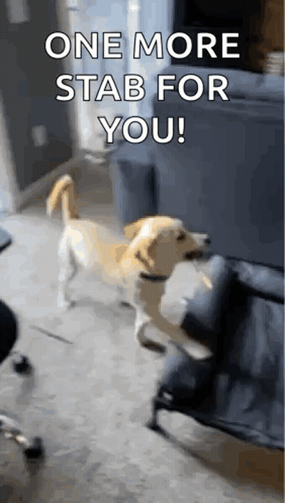 A Dog Is Standing On Its Hind Legs In Front Of A Couch With The Words `` One More Stab For You '' . GIF
