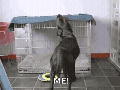 A Dog Is Standing On Its Hind Legs In Front Of A Dog Cage And Saying `` Me '' . GIF