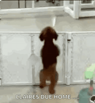 A Dog Is Standing On Its Hind Legs In Front Of A Fence With The Words `` Claires Due Home '' Written On It . GIF