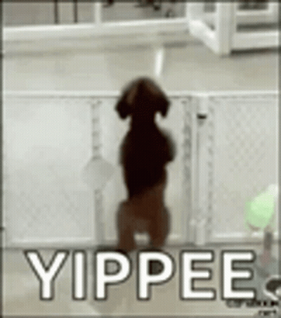 A Dog Is Standing On Its Hind Legs In Front Of A Fence With The Words Yippee Written On It . GIF