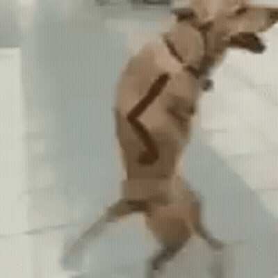 A Dog Is Standing On Its Hind Legs In Front Of A White Wall . GIF
