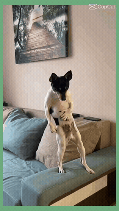 A Dog Is Standing On Its Hind Legs On A Blue Couch GIF