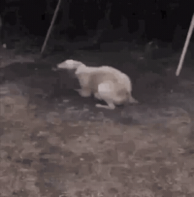A Dog Is Standing On Its Hind Legs On A Dirt Road . GIF