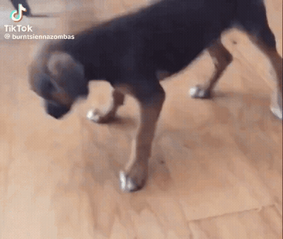 A Dog Is Standing On Its Hind Legs On A Wooden Floor In A Room . GIF