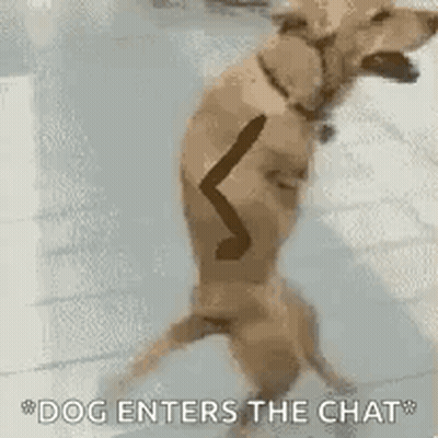 A Dog Is Standing On Its Hind Legs With A Stick In Its Mouth And Says `` Dog Enters The Chat '' . GIF