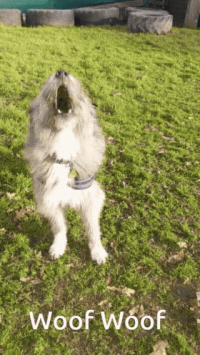 A Dog Is Standing On Its Hind Legs With Its Mouth Open And The Words Woof Woof Below It GIF