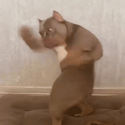 A Dog Is Standing On Its Hind Legs With Its Paws Outstretched GIF