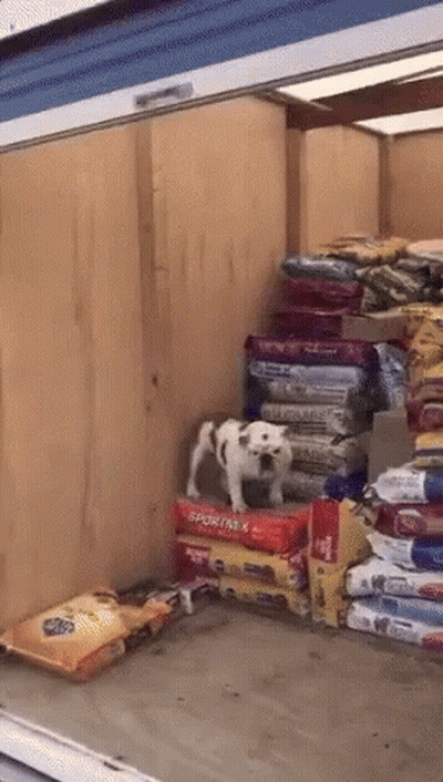 A Dog Is Standing On Top Of A Stack Of Sportinx Dog Food Bags GIF