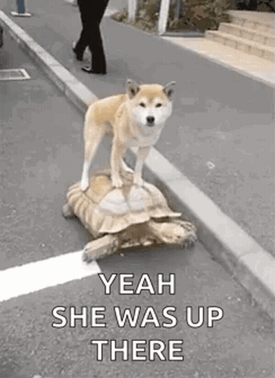A Dog Is Standing On Top Of A Turtle . GIF